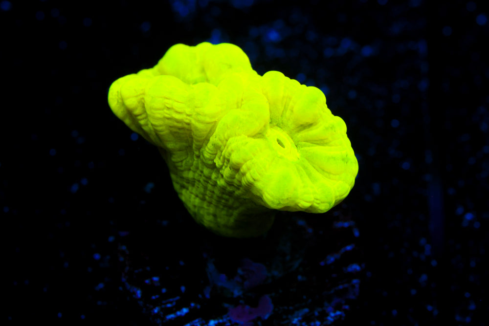 Kryptonite Candy Cane Coral 1