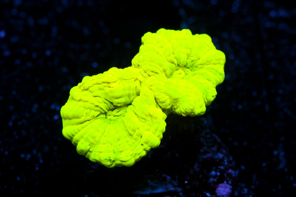 Kryptonite Candy Cane Coral 2