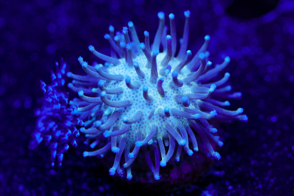 Blue Toadstool Leather 1