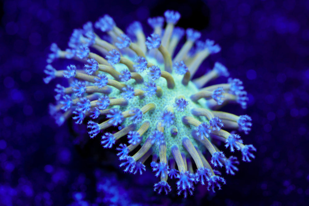 Blue Toadstool Leather 2