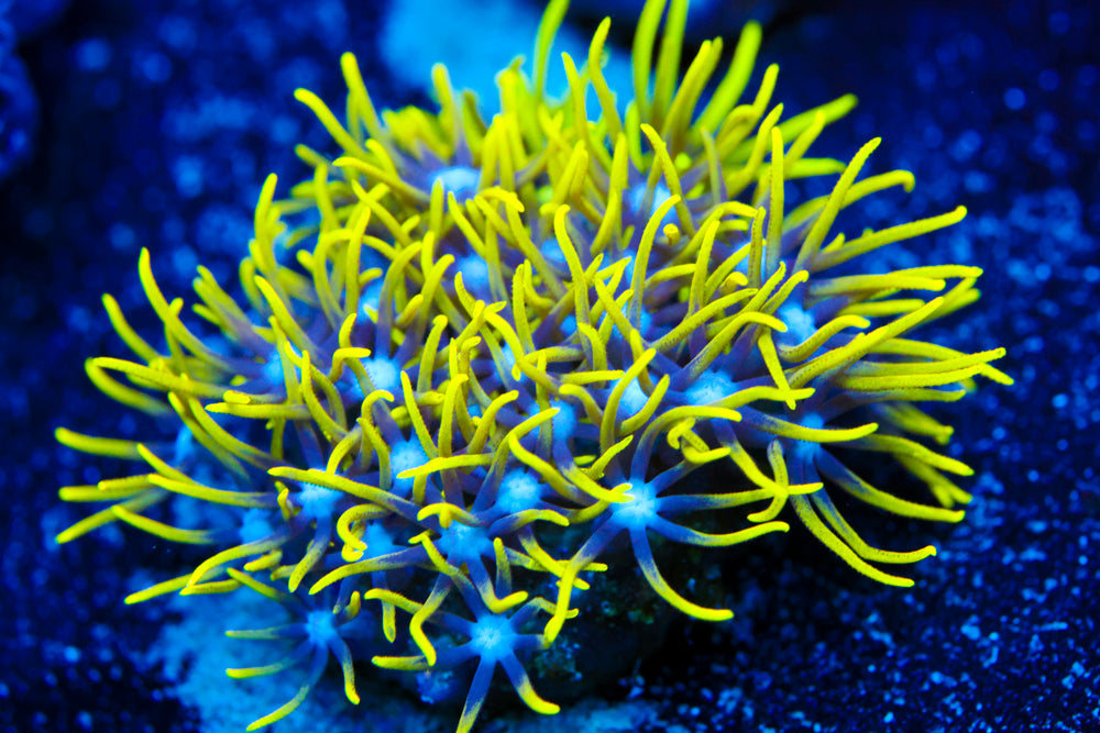 Green Star Polyp 2