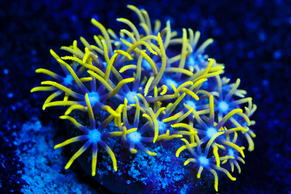 Green Star Polyp 3