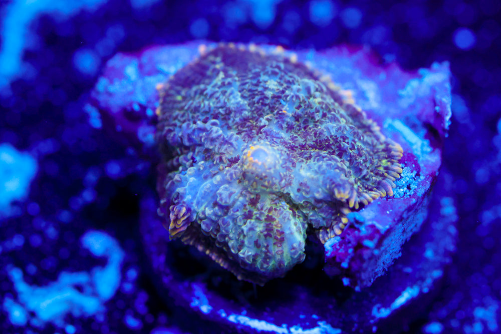 Rhodactis Mushroom 1