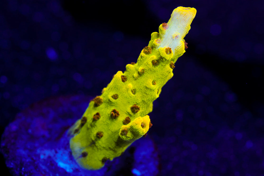 Inland Cyclops Acro 1