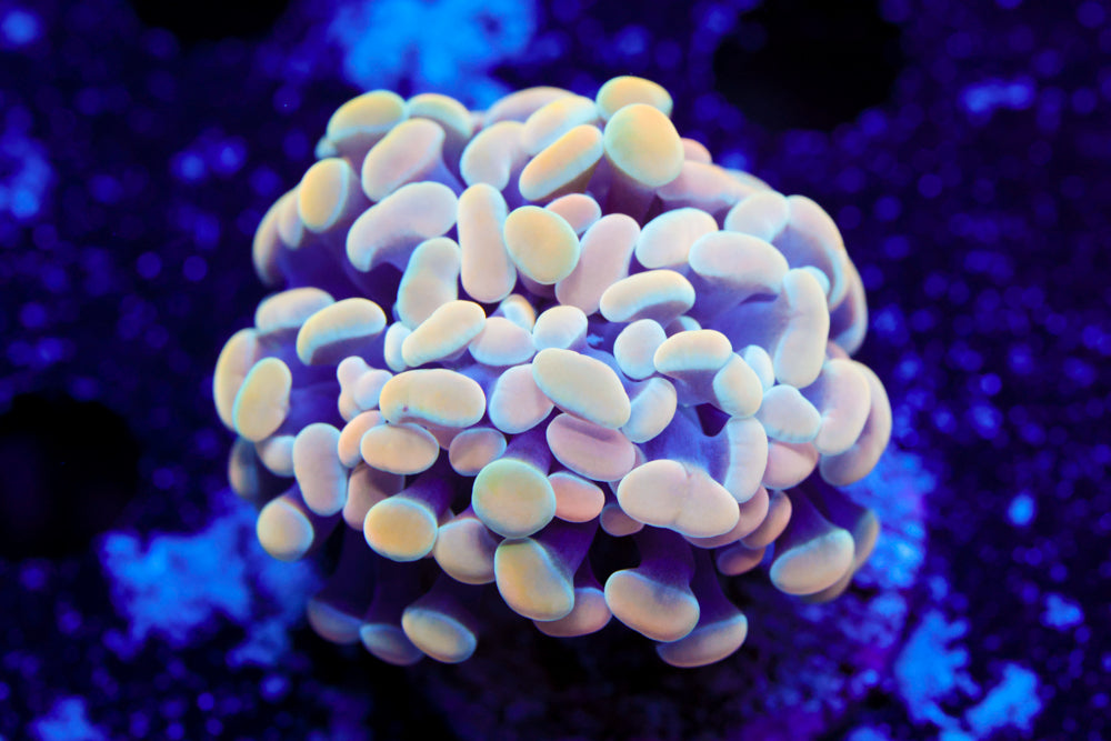 Gold Branching Hammer 3