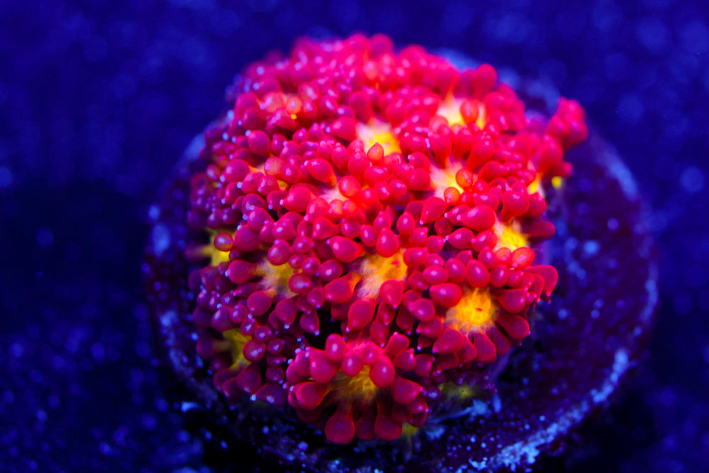 Combustion Micro Goni 3