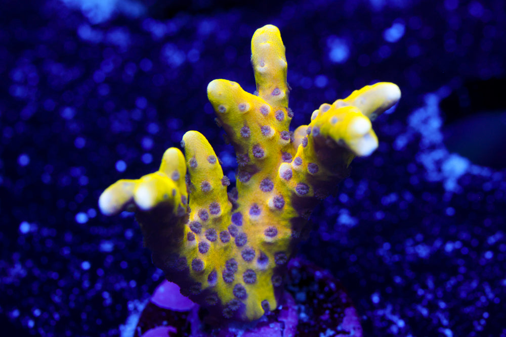 RRC Goldenrod Anacropora 2