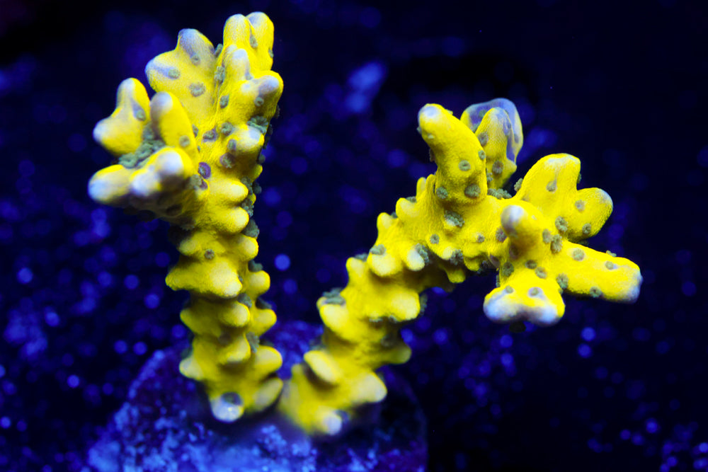 RRC Goldenrod Anacropora 3