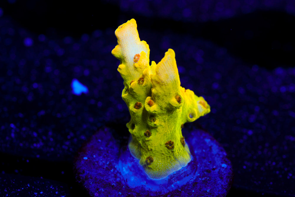 Inland Cyclops Acro 2