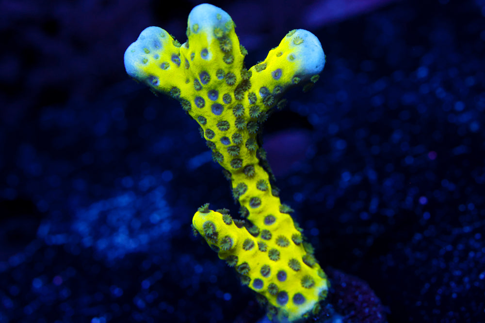 The Thing Anacropora 3