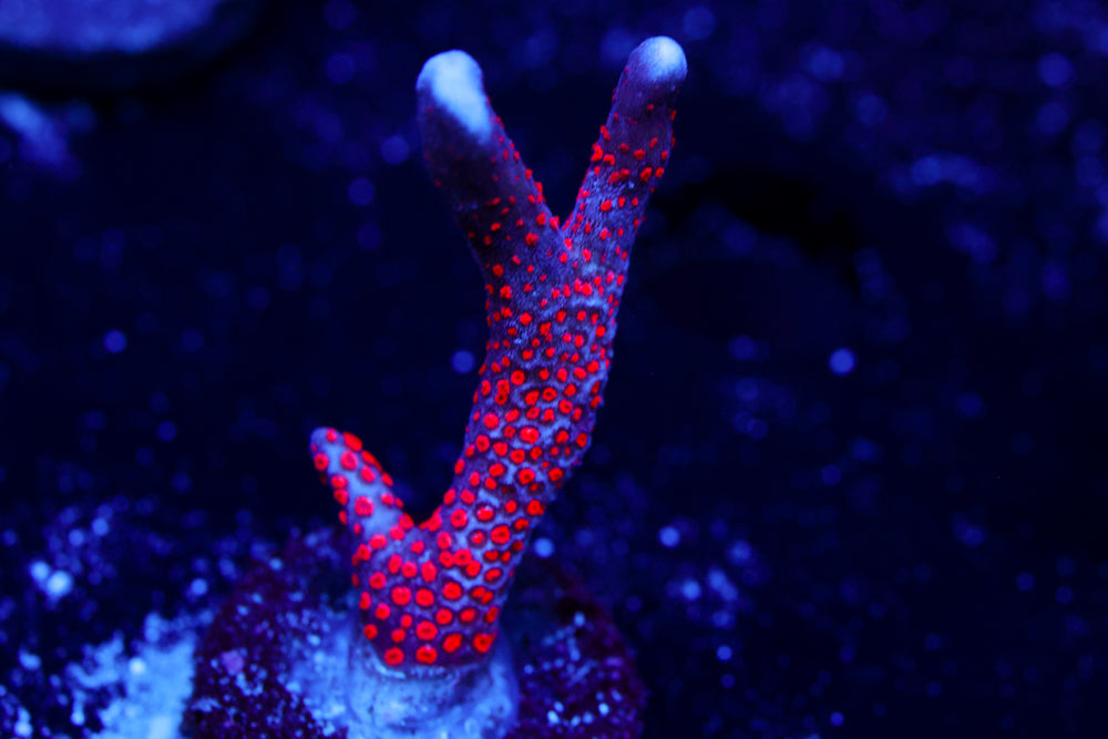 Forest Fire Digitata 1