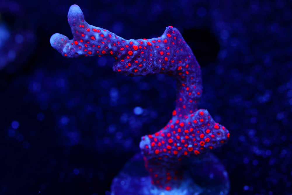 Forest Fire Digitata 2