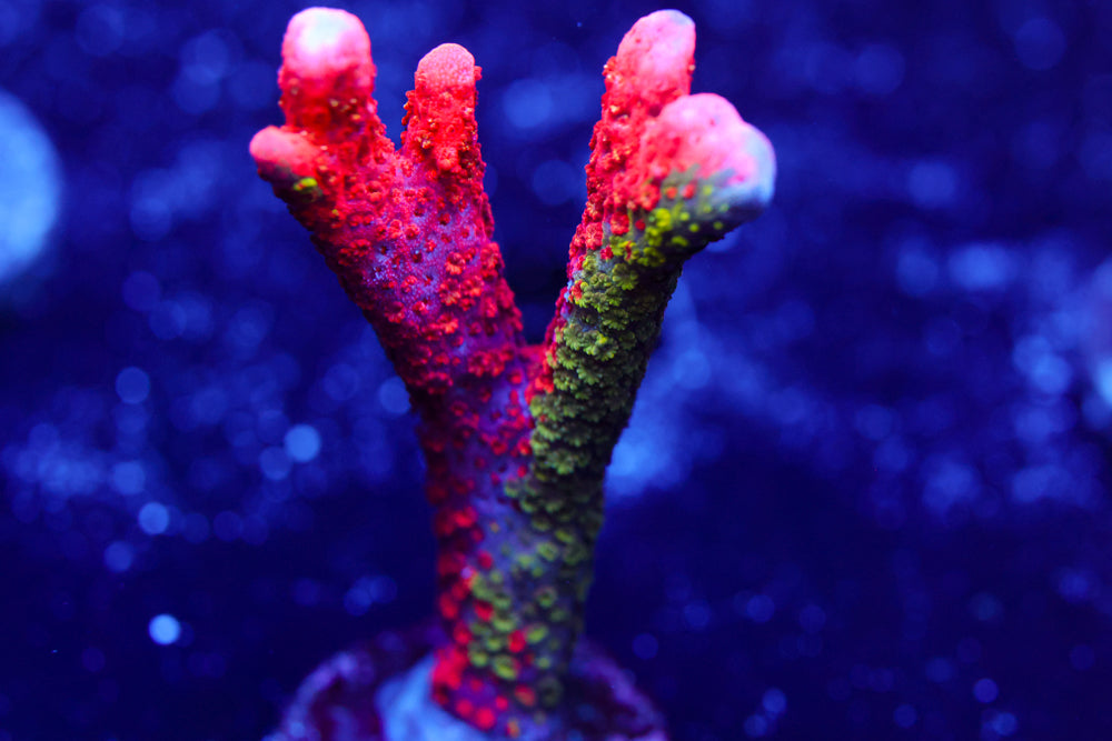 WWC Contraband Digitata