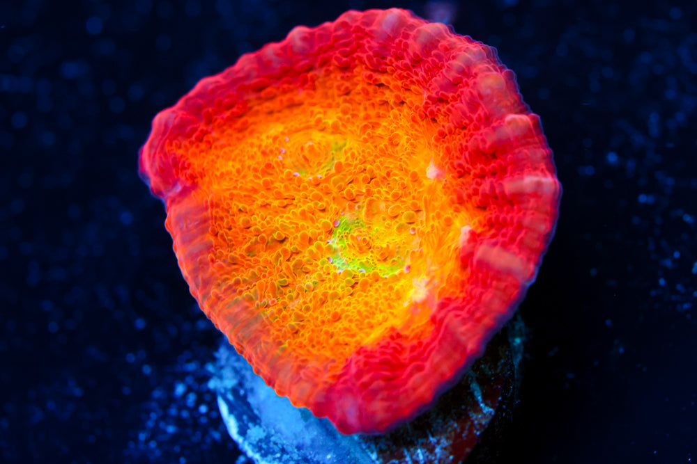 ARC Ludicrous Chalice 2