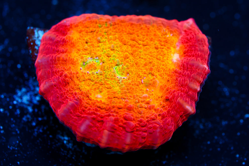 ARC Ludicrous Chalice 3