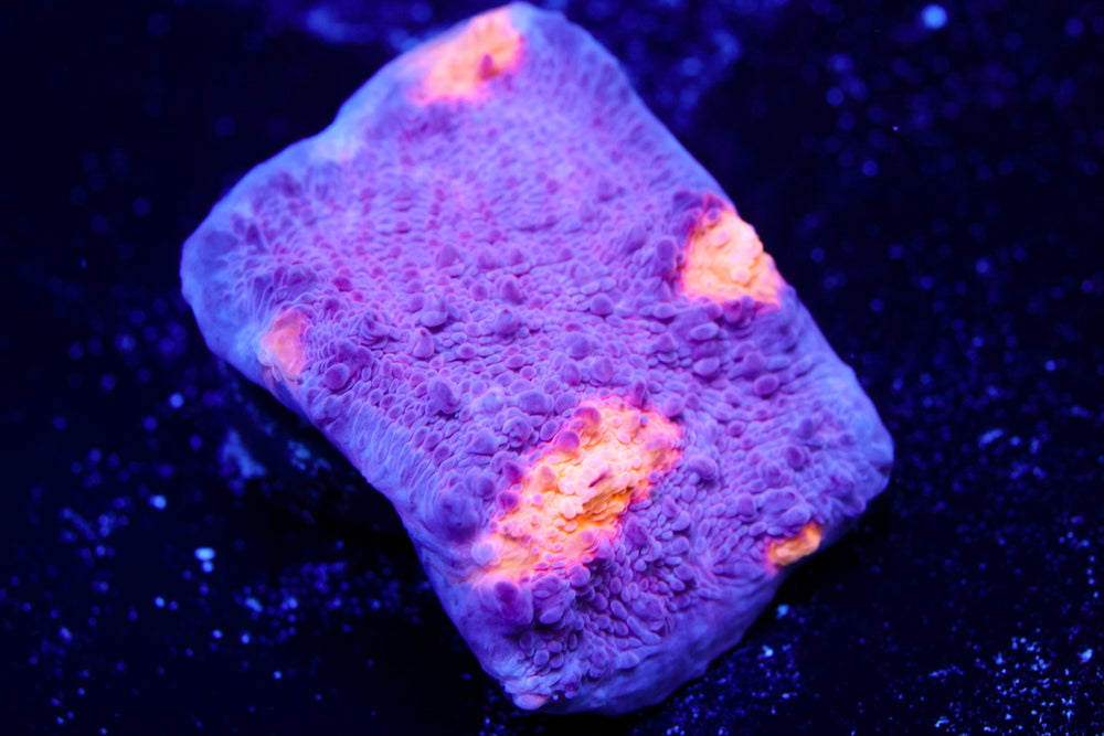 Easter Egg Chalice 1