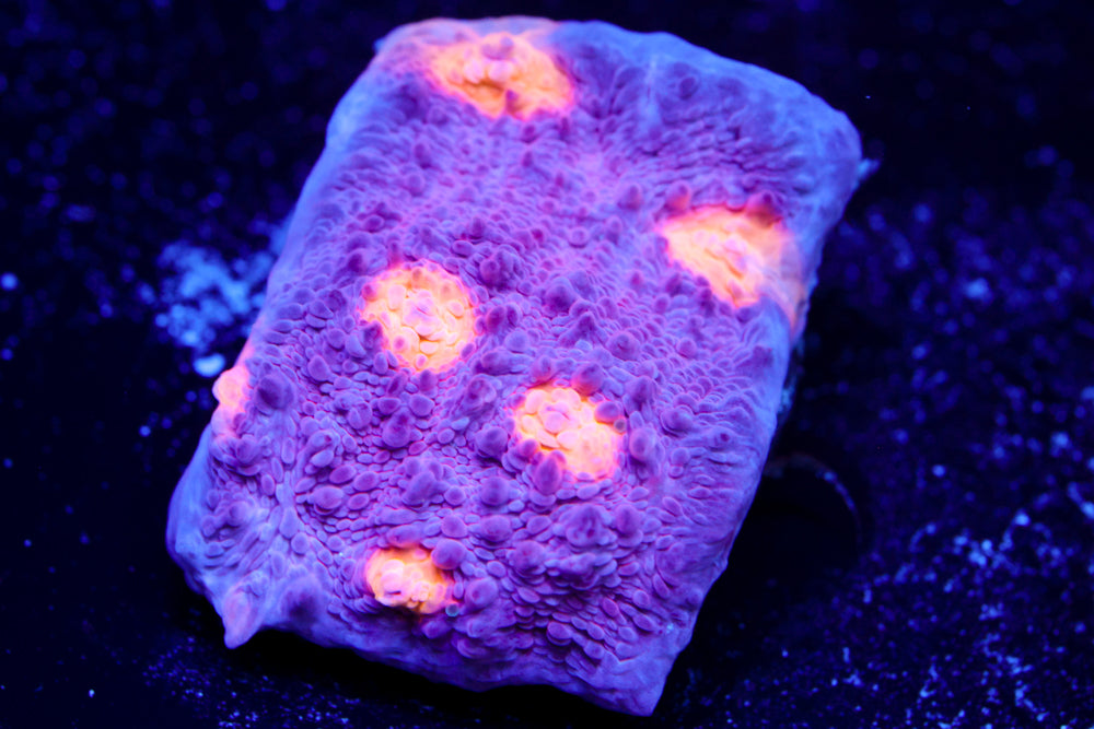 Easter Egg Chalice 2