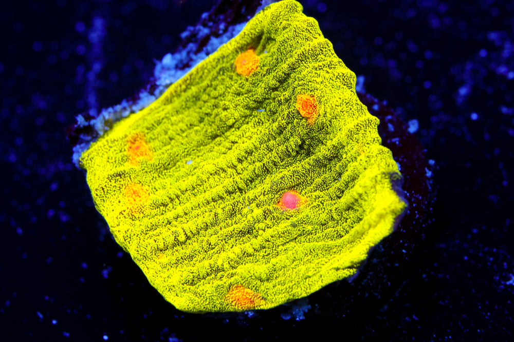 Space Invader Chalice 1