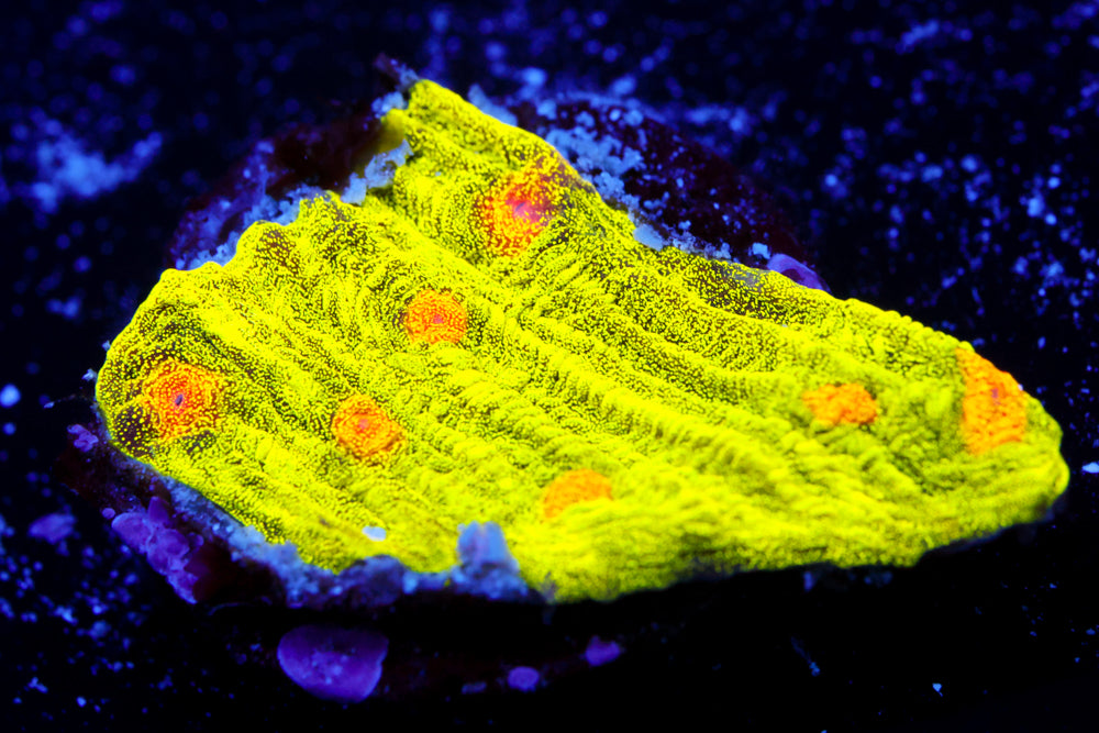 Space Invader Chalice 2