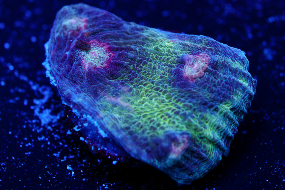 Adorama Chalice 1