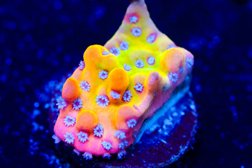 JF Alter Ego Monti 1