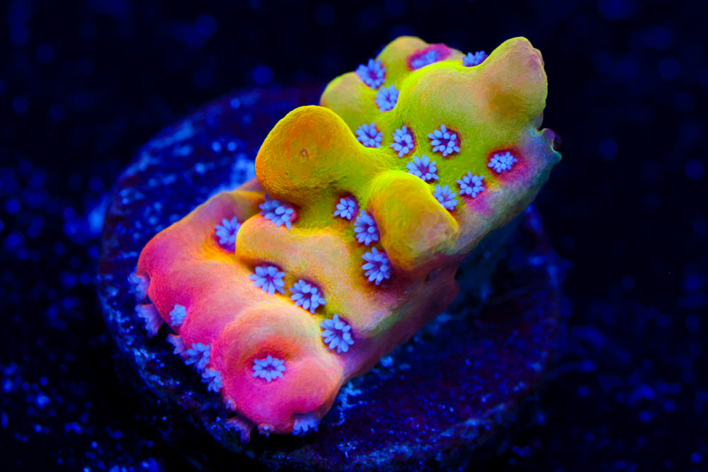 JF Alter Ego Monti 2