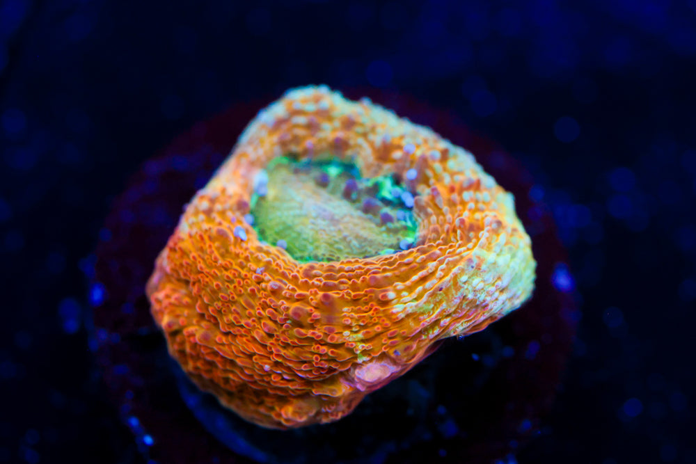 CV Rainbow Master Bowerbanki