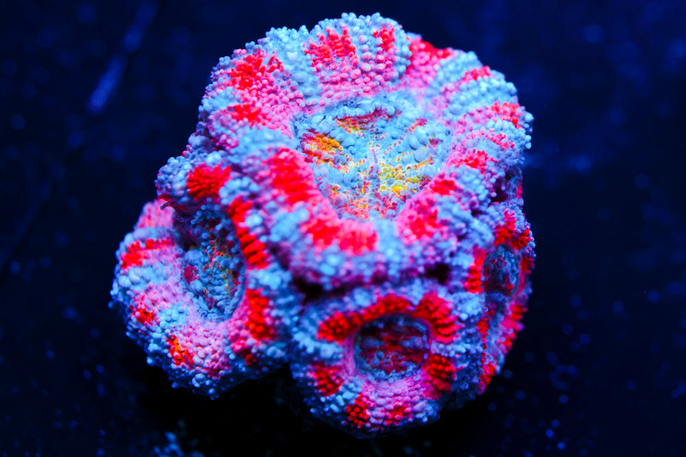 Ultra Violet Pink Rainbow Acan (EXTRA SEXY)