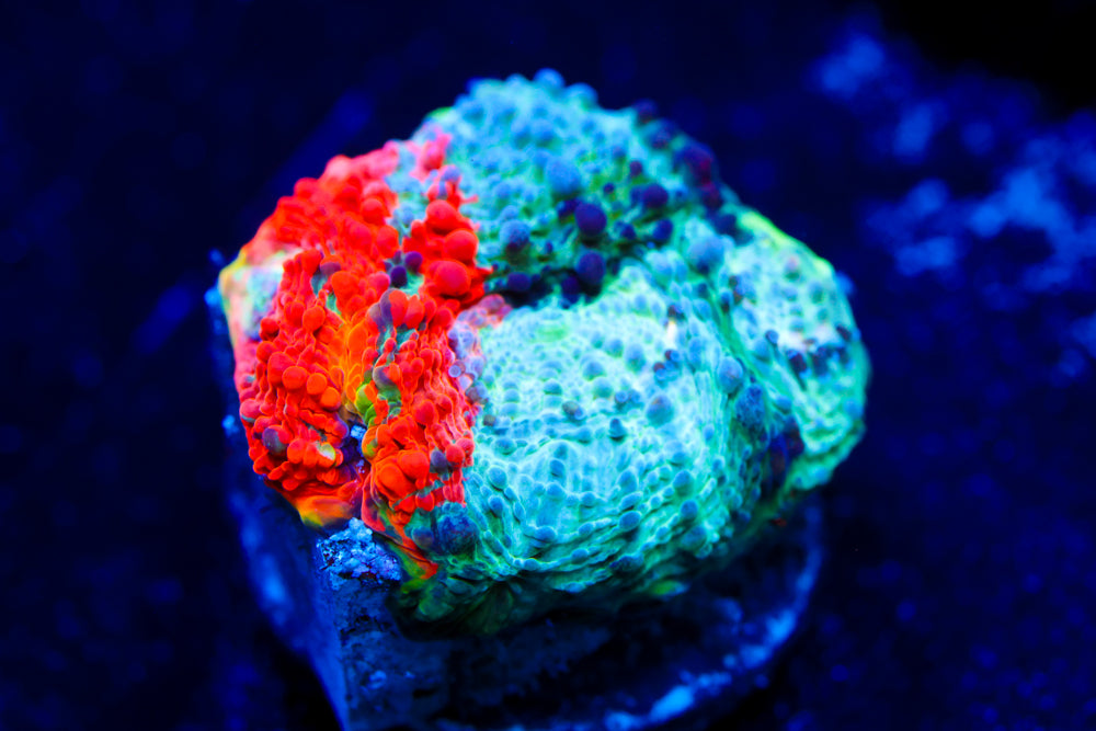 Enchanted Acan Echinata 1