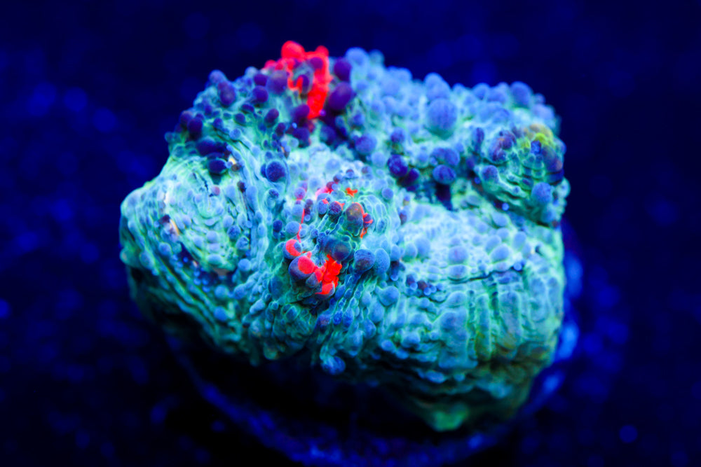 Enchanted Acan Echinata 2