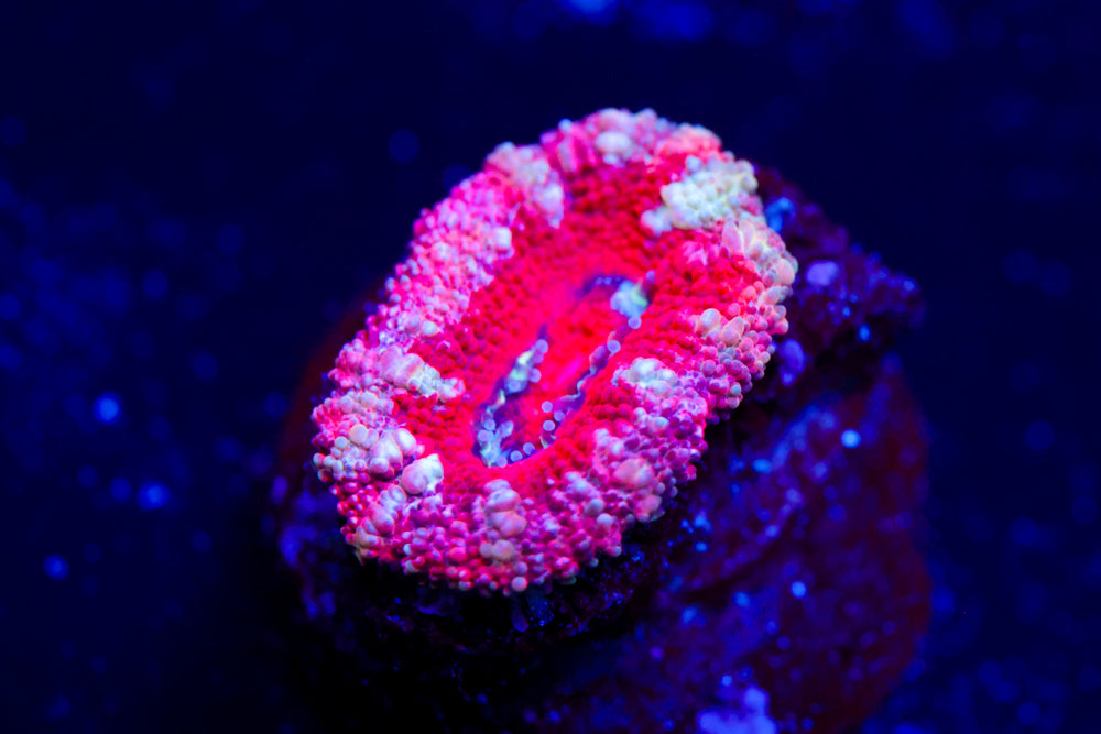 Valentines Acan