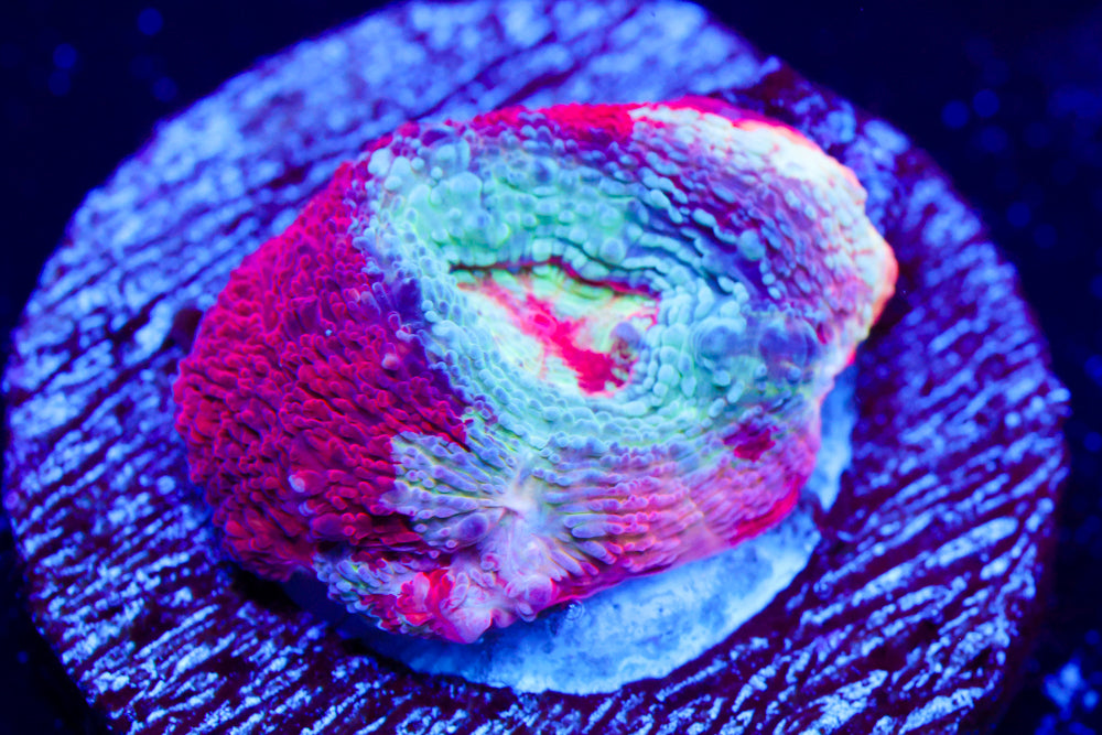 Rainbow Master Bowerbanki (collectors)