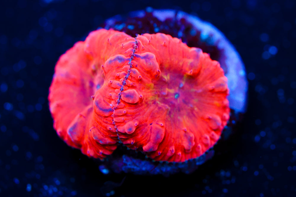 WWC Rainbow Blasto 2