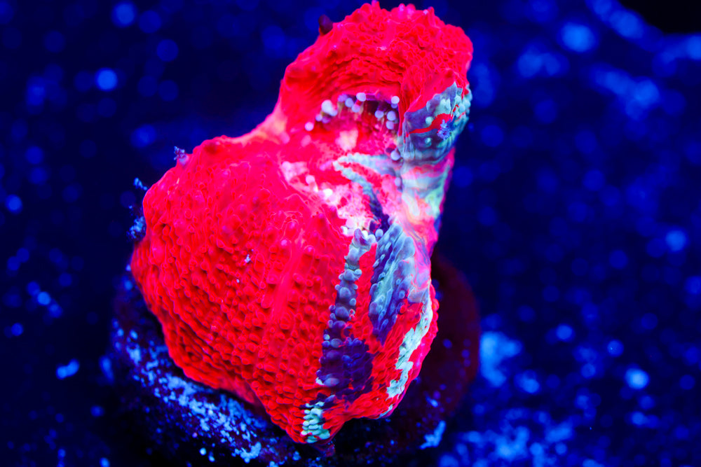 Warpaint Bowerbanki (Collectors)