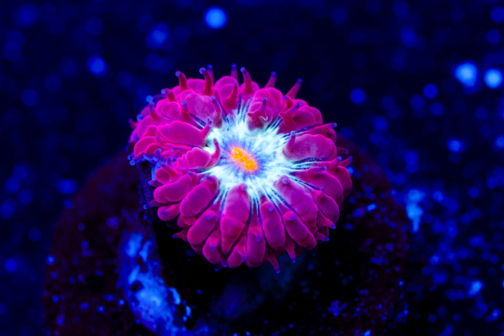 Blue Raven Blasto Merletti 1