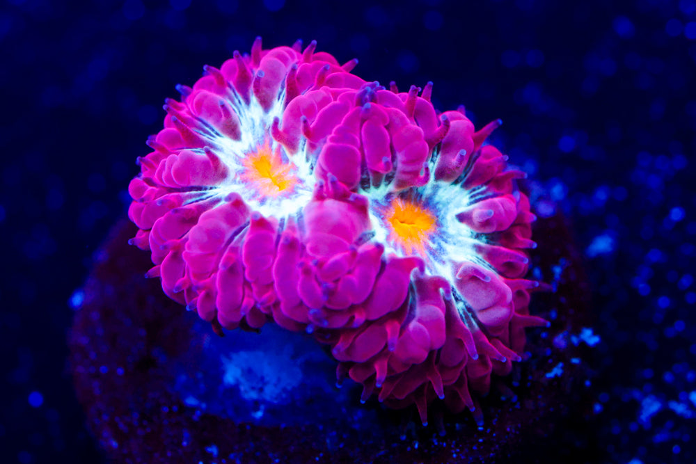 Blue Raven Blasto Merletti 2