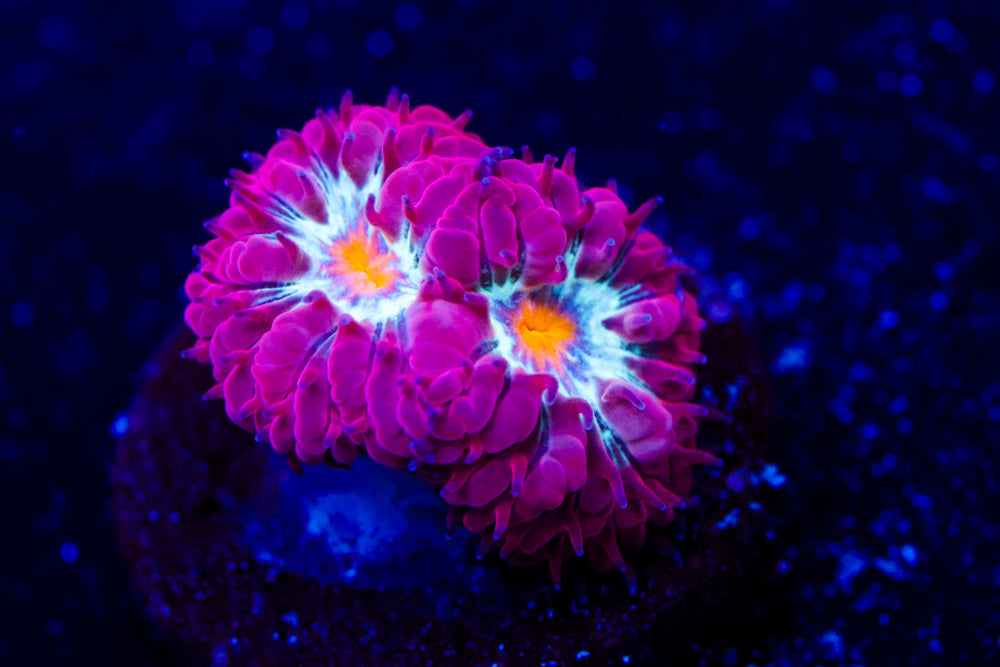 Blue Raven Blasto Merletti 3