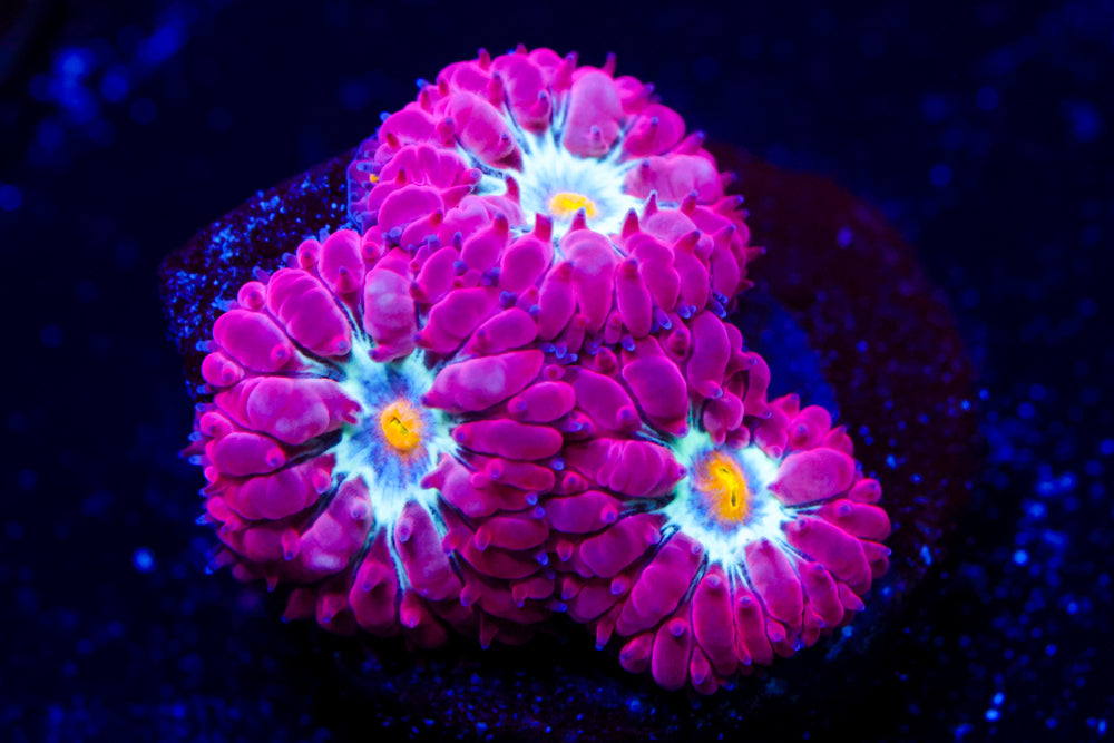 Blue Raven Blasto Merletti