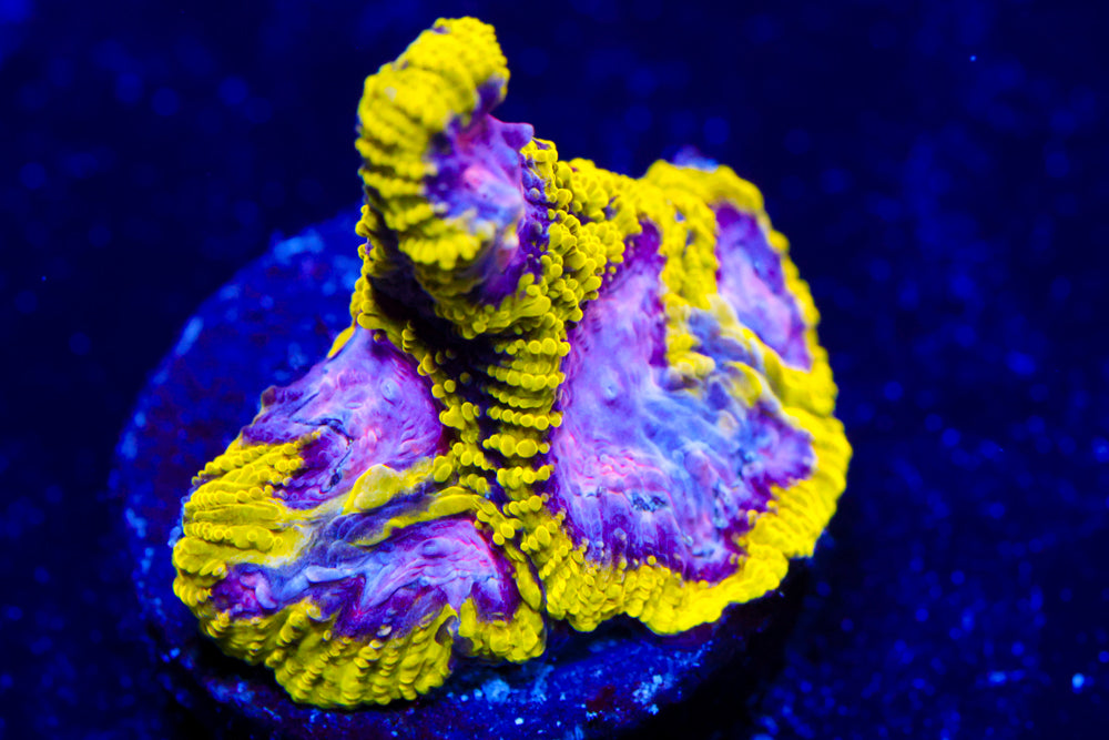 Space Monkey Favia 1