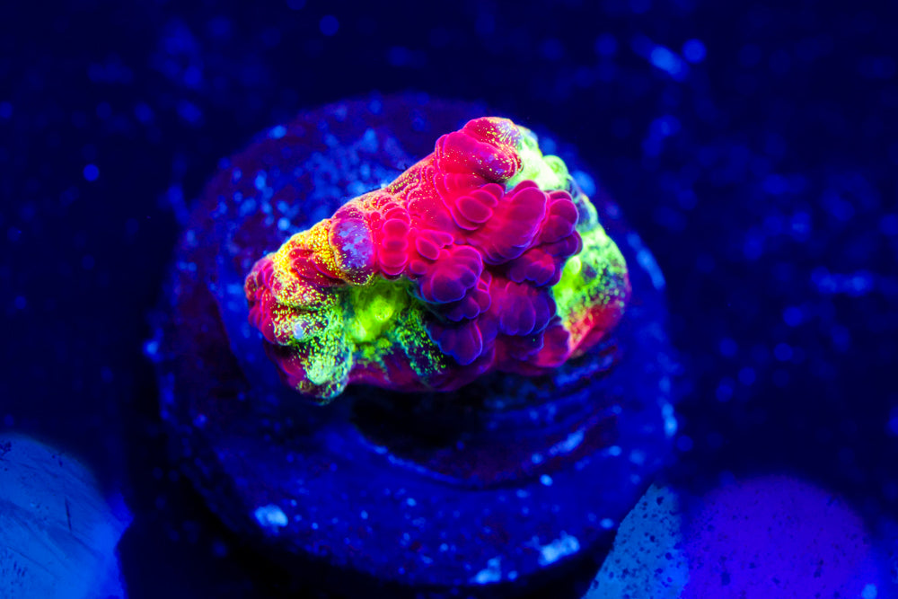 JF Psycho Rim Favia 1