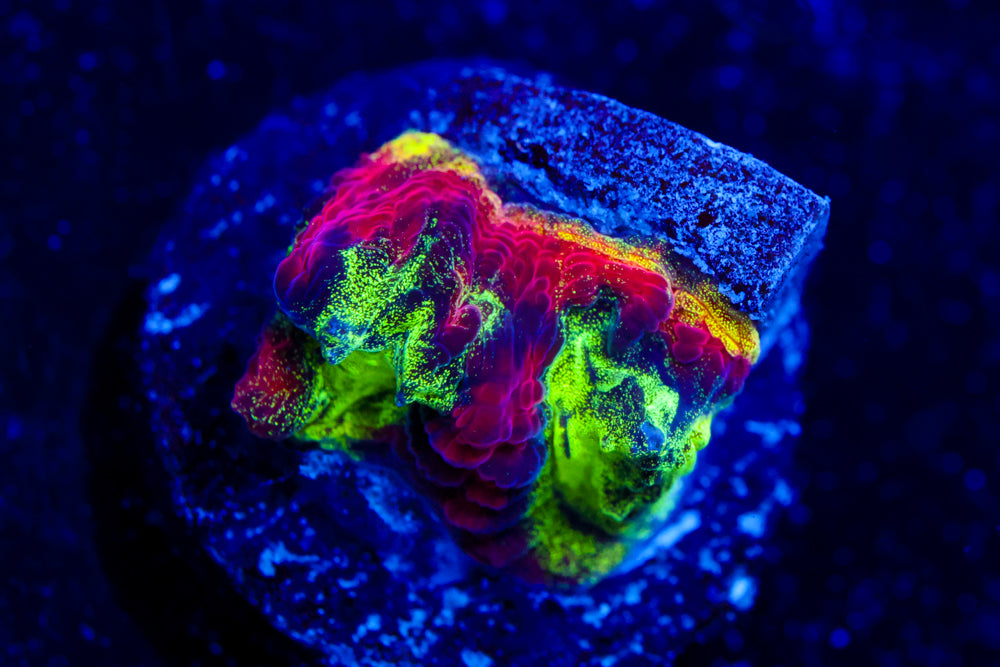 JF Psycho Rim Favia 2