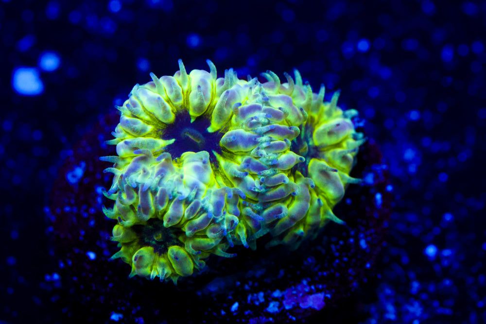 Master PPE Blasto Merletti 1