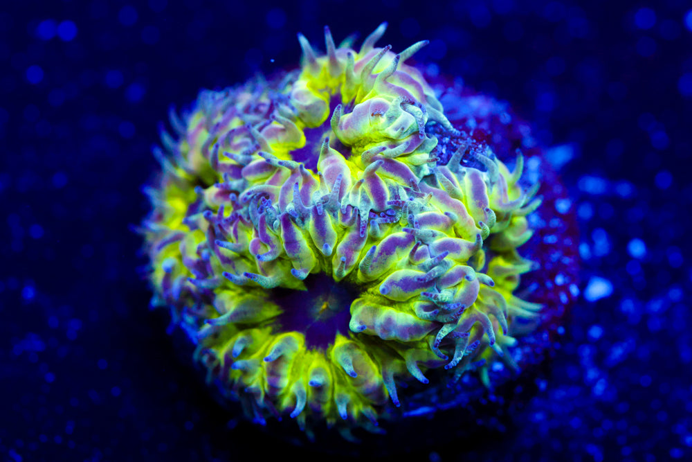 Master PPE Blasto Merletti 2