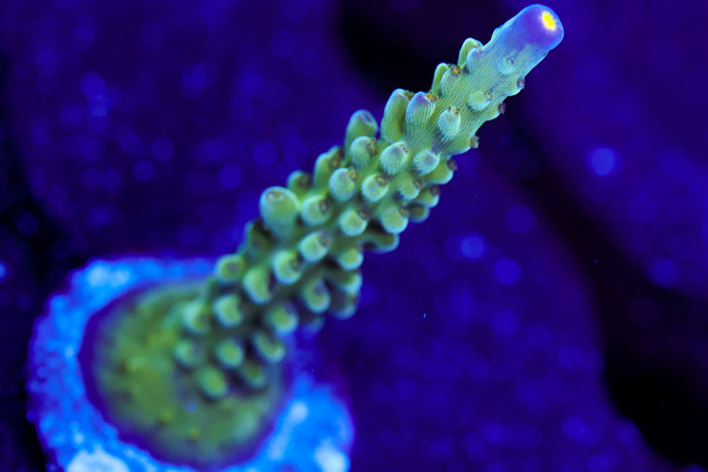 Tri Color Valida Acro 2