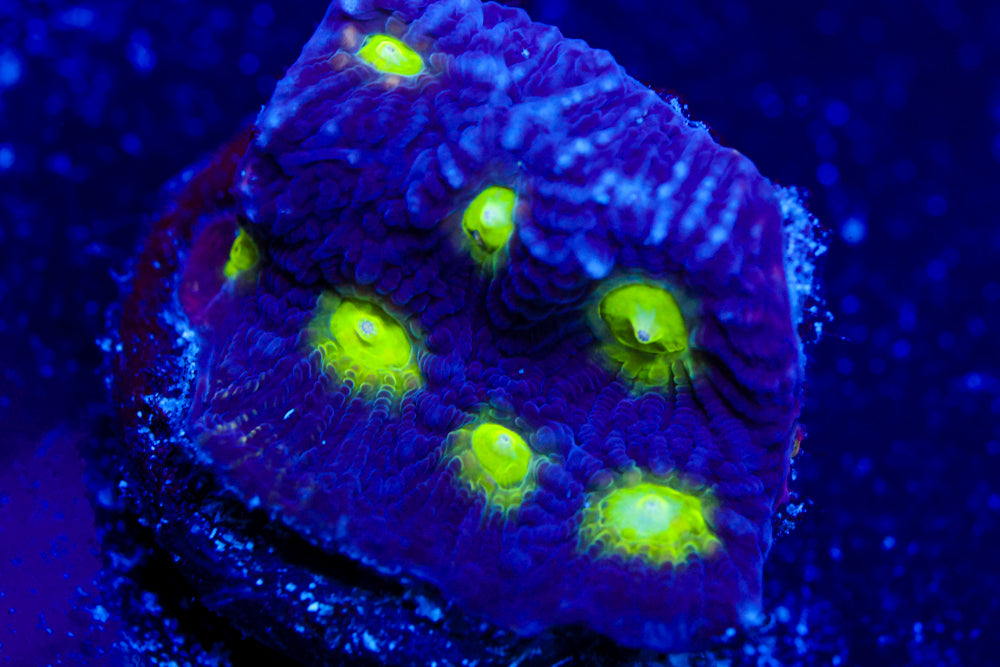 Mighty Max Blue Favia 2