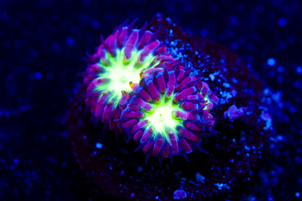 Purple and Green Blasto Merletti 2