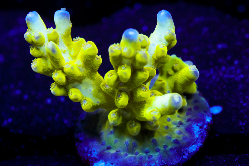 ORA Pearlberry Acro 1