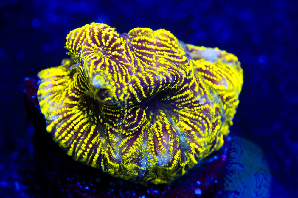 24K Convict Favia 2