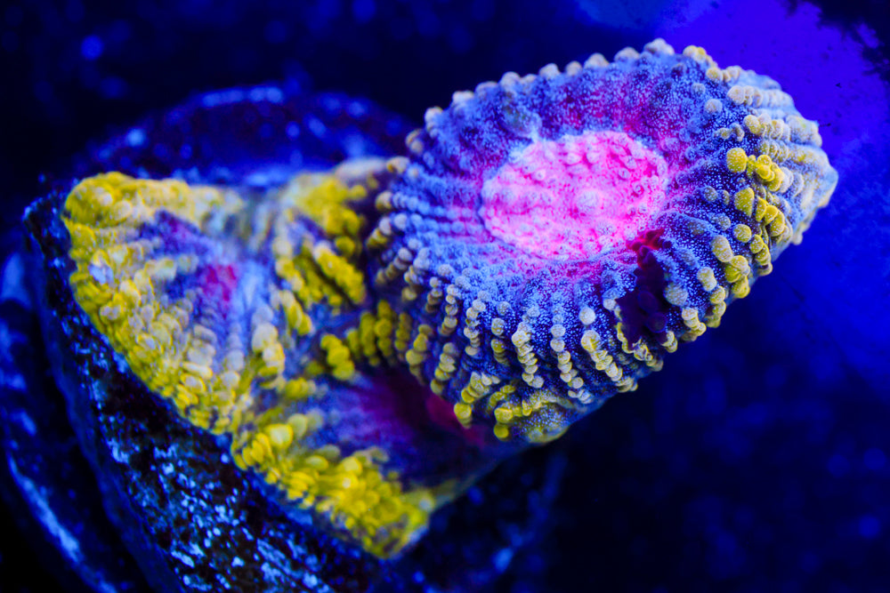 WWC Pico de Gallo Favia