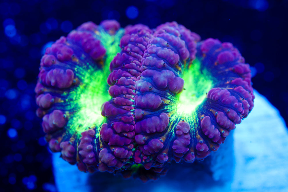 Purple and Green Blasto Wellsi 1